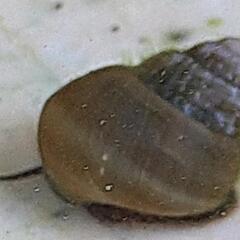ヒメタニシ　希望者には水草もセット