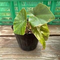 ベゴニアマクラータ 抜き苗 3株の画像