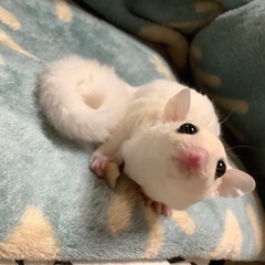 フクロモモンガの里親さまを探しています
