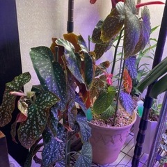 ベゴニアマクラータ 抜き苗 3株の画像