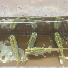グリーンティアラ　メダカ【2~3cm】