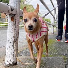 犬友達募集