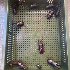 ノコギリクワガタ♂♀