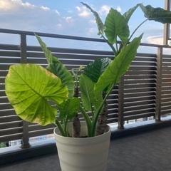 クワズイモお譲りしますの画像