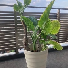 クワズイモお譲りしますの画像