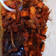 ノコギリクワガタ、オス1匹、メス1匹