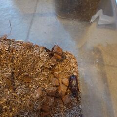 ノコギリクワガタ、オス1匹、メス1匹の画像