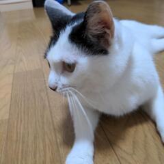 白黒模様の美人猫さんです