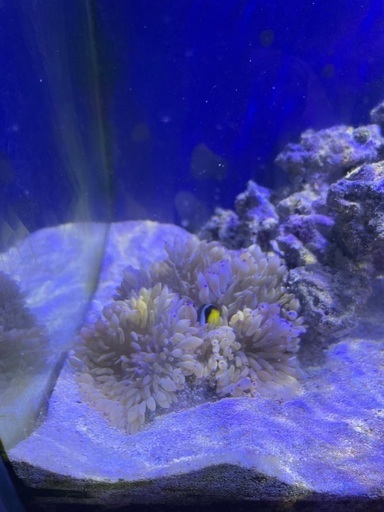 海水魚セット