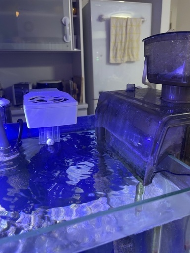 海水魚セット