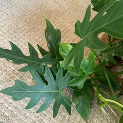 観葉植物フィロデンドロン・ラディアータムの画像