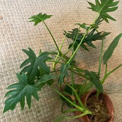 観葉植物フィロデンドロン・ラディアータムの画像