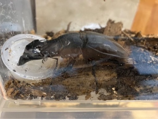 タランドゥスオオツヤクワガタ80ミリペア