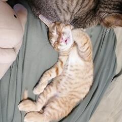 茶トラの子猫　オス&メス　２匹　３ヶ月