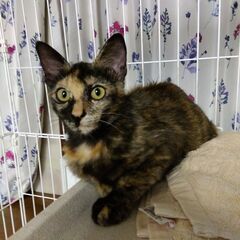 さび猫【メス・4か月】良く懐く大人しい子です！！ - 飯塚市