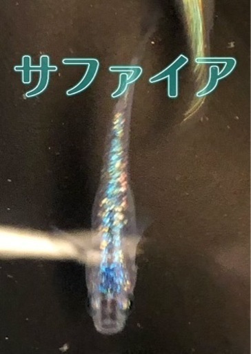 サファイアメダカ若魚　5匹