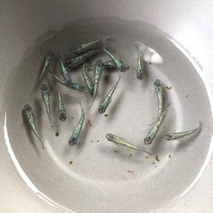 めだかイベントの開催のお知らせ(^^)の画像