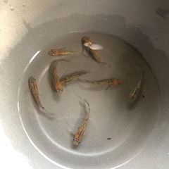 めだかイベントの開催のお知らせ(^^)の画像