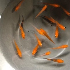 めだかイベントの開催のお知らせ(^^)の画像