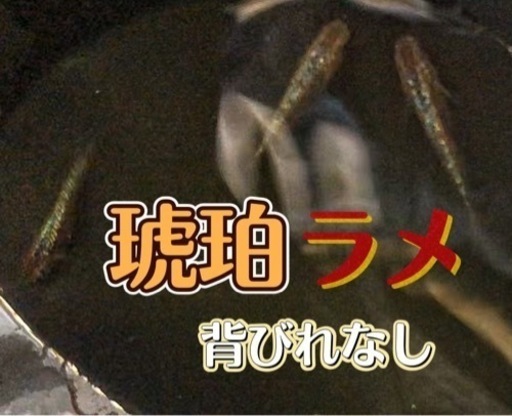 決まりました。琥珀ラメメダカ背びれなし　稚魚5匹