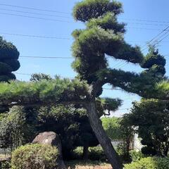 松、格安でお譲りします。