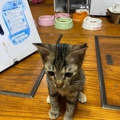 5か月のキジトラのメスの子猫 - 猫