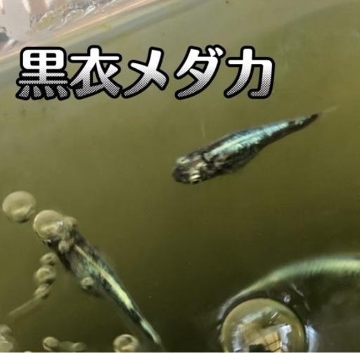 決まりました。黒衣メダカ稚魚5匹