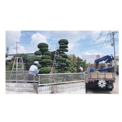 本庄市で庭木剪定ならお任せください。の画像