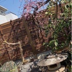 本庄市で庭木剪定ならお任せください。の画像