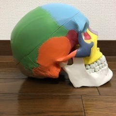 頭蓋骨模型の画像