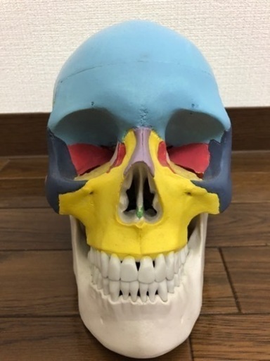 頭蓋骨模型