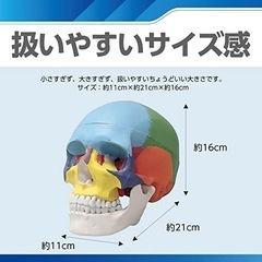 頭蓋骨模型の画像