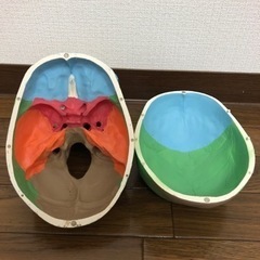 頭蓋骨模型の画像