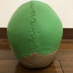 頭蓋骨模型の画像