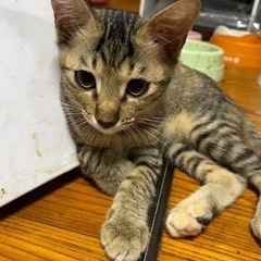 5か月のキジトラのメスの子猫 − 埼玉県