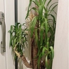 ユッカ　の画像