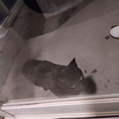 本日 里親さんの家に行きました。黒猫の野良猫です。北海道なので寒さ厳しい冬になる前に里親募集です。 − 北海道