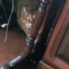 飼い主死亡のため里親募集します