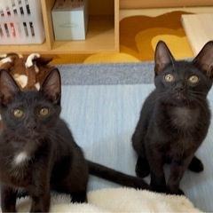 ☆急募☆ 3姉弟の猫ちゃんです
