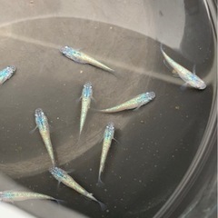 サファイア　背鰭なし　めだか　メダカ