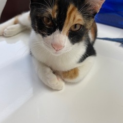 人馴れ抜群‪⸜♡⸝‍‬三毛猫生後4ヶ月です