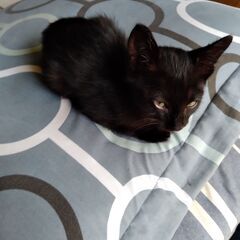 黒猫オス1か月ぐらい