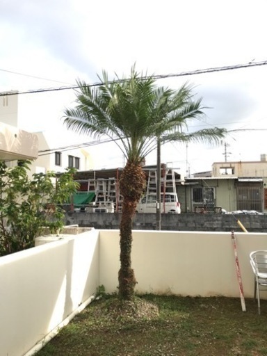 フェニックス・ロベレニー