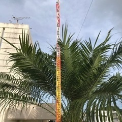 フェニックス・ロベレニーの画像