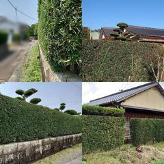お庭の御手入れ、草刈り・伐採は私にお任せ下さい!! - 南さつま市