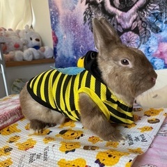 うさぎ(男)1歳