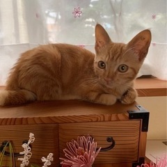白鍵尻尾のチャトラ君