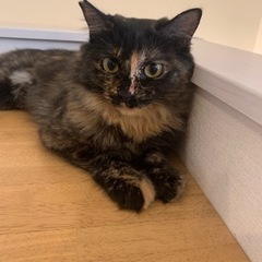 さび猫　毛長　9ヶ月　避妊済