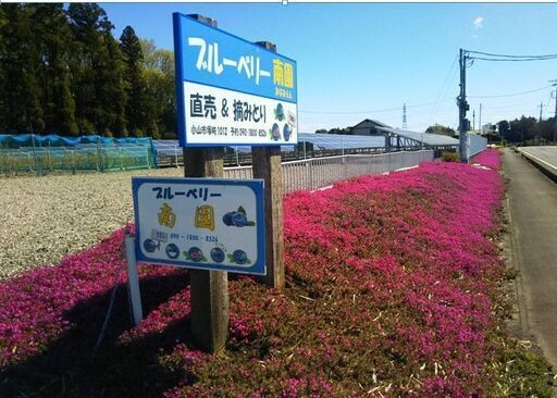 ブルーベリー（ジャム用）10kgを今だけ安くお譲りします。
