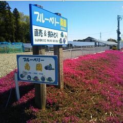 ブルーベリー（ジャム用）10kgを今だけ安くお譲りします。